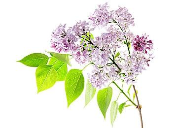 《牧场物语：重聚矿石镇》11月25日发售 中文官网上线